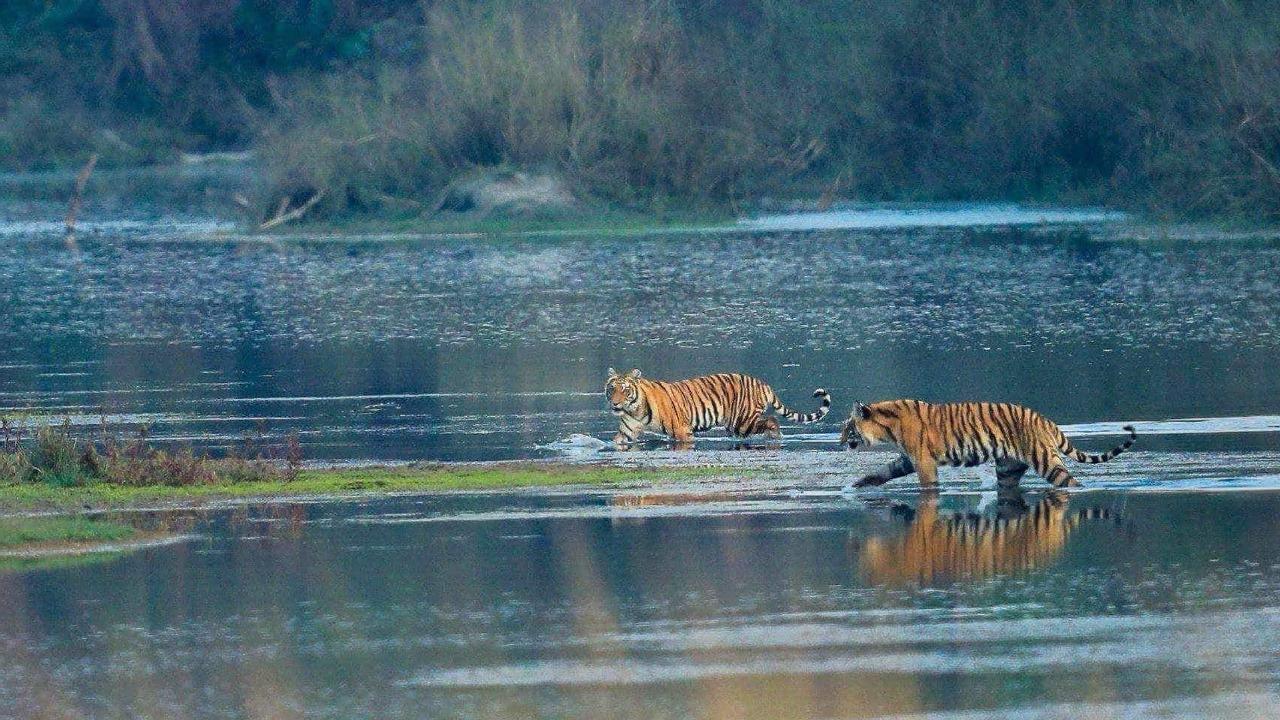 Jungle Safari in Chitwan National Park